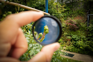 Rose buds photographed from far away with photo camera magnifier filter that enlarged flowers and...