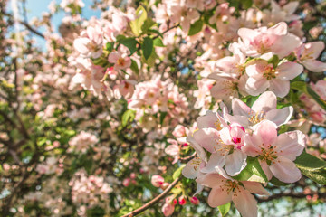 Fototapeta na wymiar Pink cherry blossom blooming tree in spring