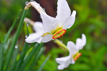 White daffodil flower blooming in the spring. Daffodil or Narcissus, white trumpet flowers