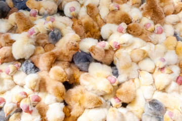 Many chicks together in Ecuador market