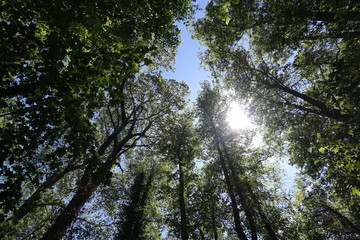 sun shining through trees