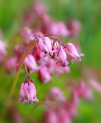 Pink flowers in the form of hearts growing in the garden. Small pink twig flowers on a green...