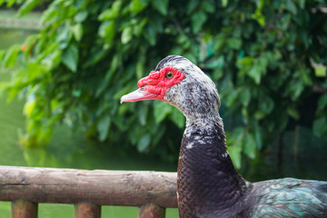 pájaro rojo y negro sobre una barandilla de perfil