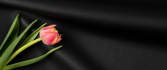 tulip flower on natural black leather background