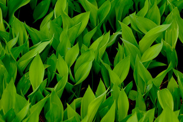 Background of lily of the valley leaves
