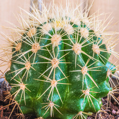 Golden Barrel Cactus, Mother-in-Law's Cushion (Echinocactus grusonii)