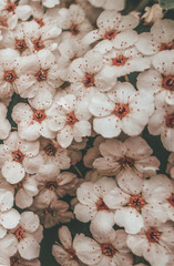 Small blooming white pink flowers as vertical spring summer retro vintage  floral botanical pattern background backdrop texture toned in gentle colors tones