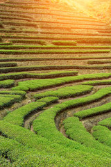 China's green tea garden. Spring tea plantation.