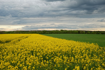 Obraz premium Pole rzepaku