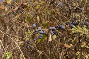 Bush with fruit