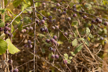 Bush with fruit