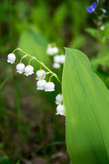 Lily of the valley in garden. Close up of blossoming plant. Convallaria majalis. Spring flowers background. 