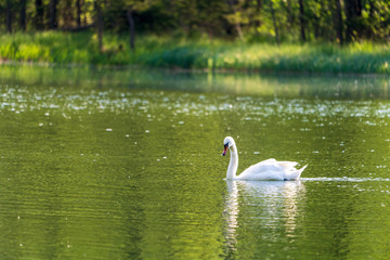 Schwan im See mit Seeufer