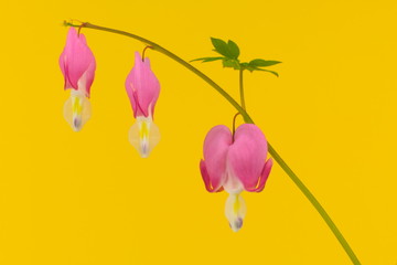 Heart shaped pink flowers known as Bleeding heart, hanging down Isolated on a bright yellow...