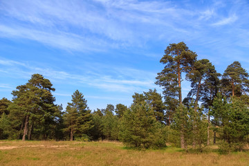 Edge of a pine forest