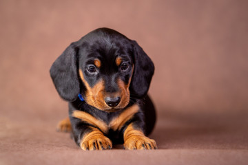 Portrait of a isolated dachshund puppy in studio