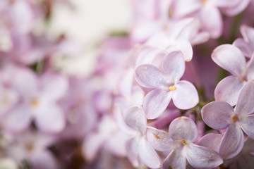 Lilac flowers close up. Floral background