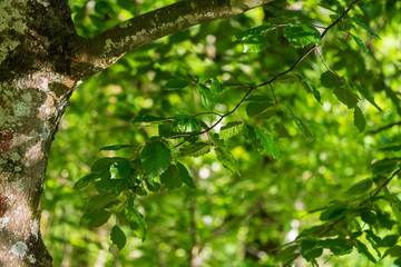 Baum mit Ast und Blätter