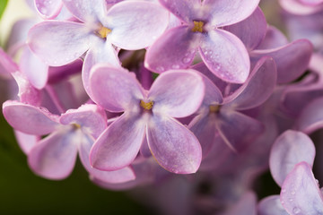 Naklejka na ściany i meble Lilac flowers close up. Floral background