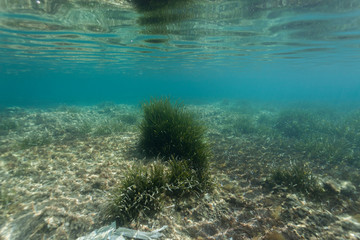 Fototapeta na wymiar Underwater scene photo made with a proffesional scuba cam at Mediterranean sea with some fish and coral reef in the background