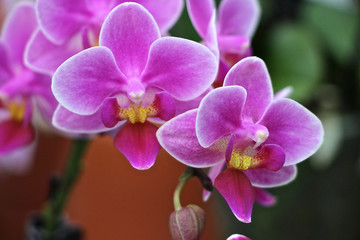 Naklejka na ściany i meble Phalaenopsis Orchidee