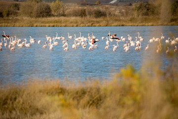 Huge flock of pelicans are resting on shoal at Lake Karatza Dimou Aigeirou near village of Fanari, Xanthi region in Northern Greece, sunny late autumn afternoon. shallow selective focus