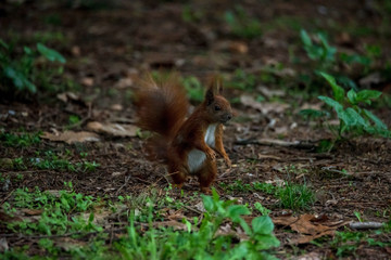 Naklejka na ściany i meble Red squirrel in the forest. A forest animal seen up close. A pet with a red tail and large eyes in the spring forest between the trees.