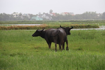 Fototapeta premium Buffles de rizière à Hoi An, Vietnam