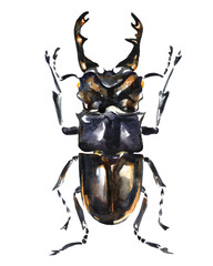Beetle. Lucanus cervus. Closeup Watercolor illustration. Macro realistic graphic art.