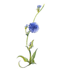 Naklejka na ściany i meble Chicory. Grass and wild flowers. Fresh Botany. Herbal. Hand drawn botanical watercolor illustration