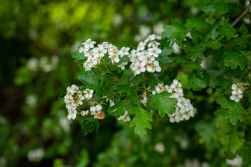 white flowers in the garden