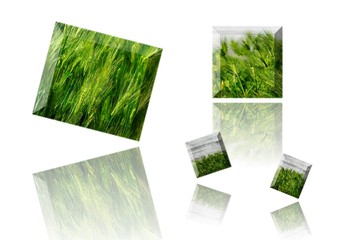 rames of various sizes using green barley photo