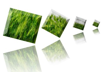 rames of various sizes using green barley photo