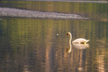 Schwan im See