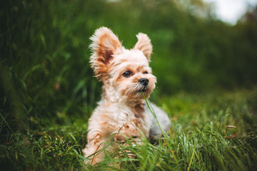 Cute Yorkshire terrier on a grass