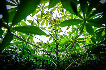 Dew drops on cassava leaves in the morning