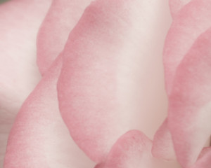 pink rose petals close up 