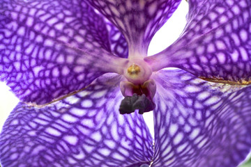 lila Vanda Orchidee