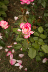  one pink rose garden .Blooming pink rose on branches in the garden close up . Soft focus, film effect,