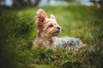 Cute Yorkshire Terrier Dog Playing