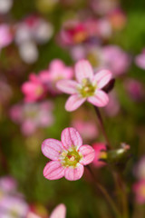 Saxifrage