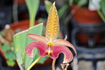 bunte Cattleya Orchidee