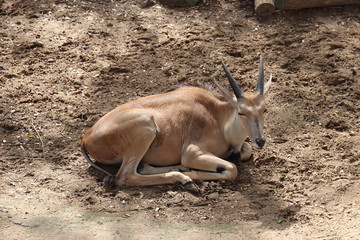 Biche du zoo de Hô-Chi-Minh, Vietnam
