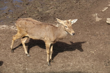 Biche du zoo de Hô-Chi-Minh, Vietnam
