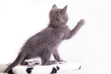The gray kitten plays, raised the front foot.