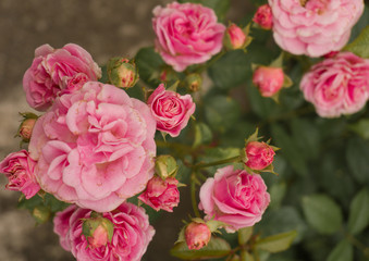 pink roses garden .Rose bush with lots of pink roses in bloom.