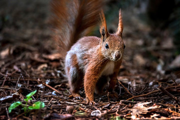 Naklejka na ściany i meble Red squirrel in the forest. A forest animal seen up close. A pet with a red tail and large eyes in the spring forest between the trees.