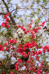 Trees flower blooming in the spring season