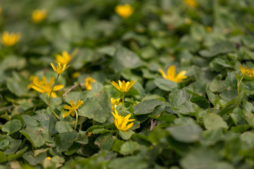 Ficaria ranunculoides flower in the field in spring