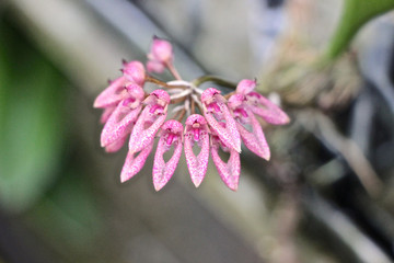 kleine rosa Bulbophyllum Orchidee